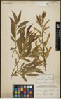 Foto von Salix alba L. x Salix pentandra L.
